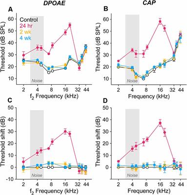 Noise-Induced Hearing Loss in Gerbil: Round Window Assays of Synapse Loss